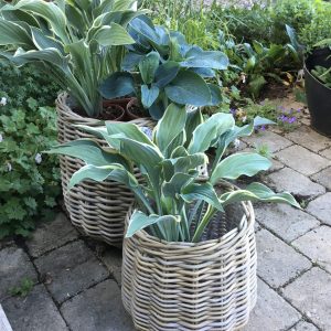 Rattankorb hoch | bauchig | besonders schöne Form | H 38 cm D 28 cm |Pflanzkorb | Überofp | Aufbeahrung