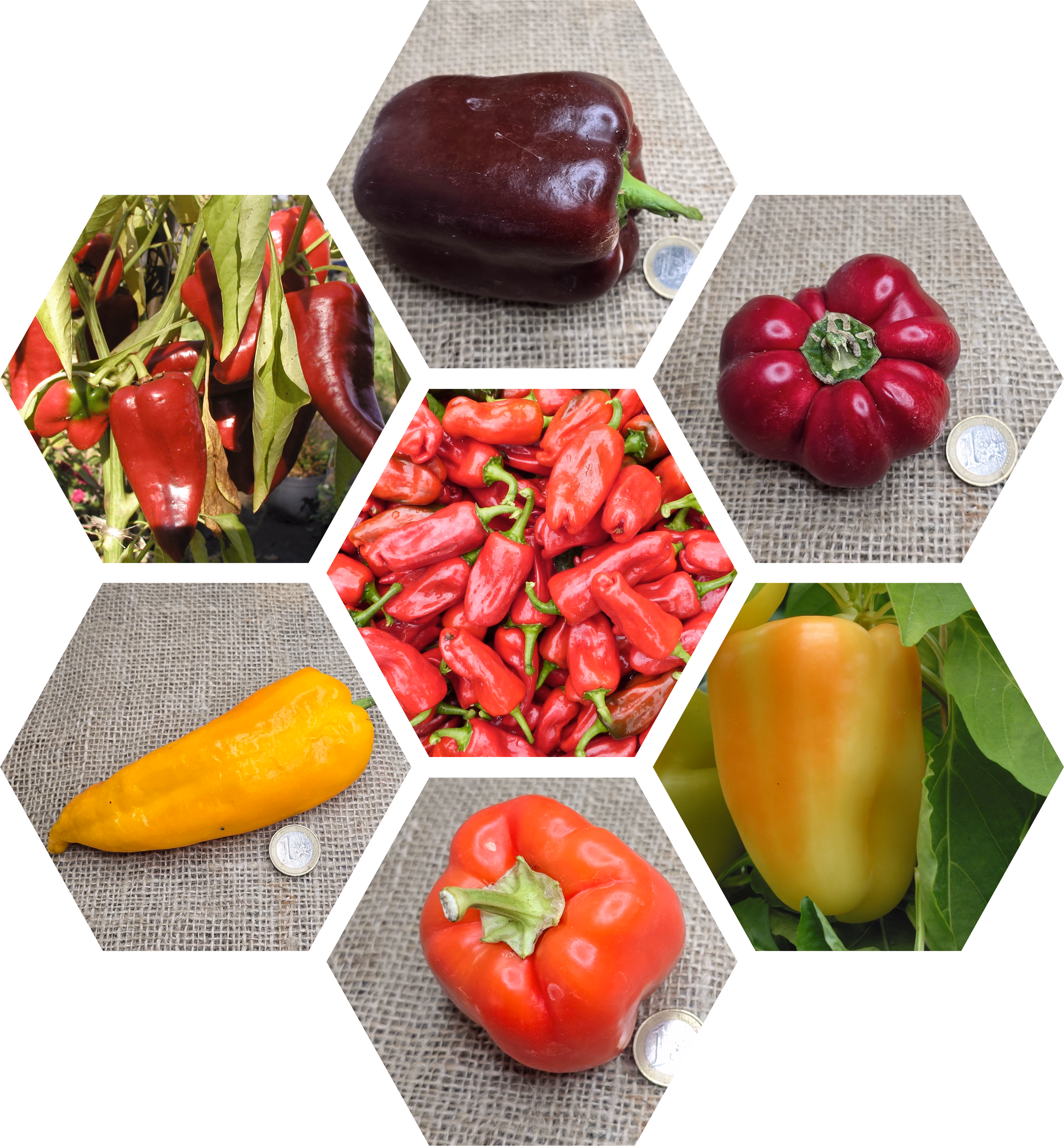 Bio-Paprika-Pflanzen Paket