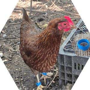 Tier-Patenschaft für Huhn: Schlauberta
