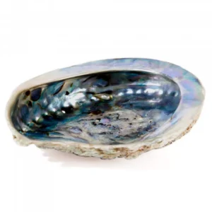 Räucherschale Seeohr Muschel – Abalone klein